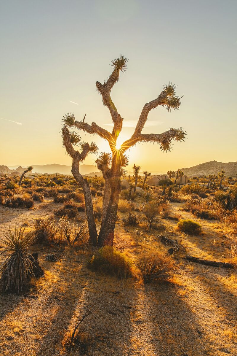 A Joshua tree in the California desert, backlit by a low, warm sun.