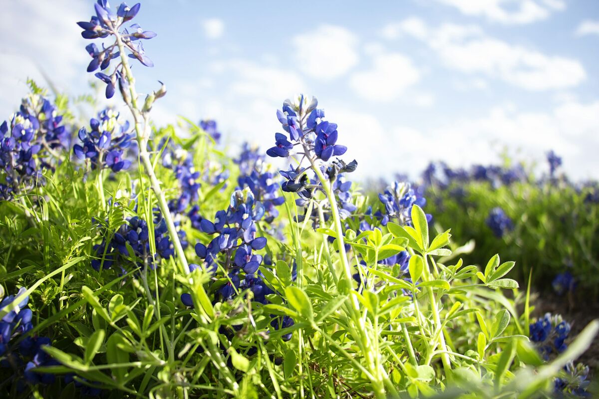 A field of Texas bluebonnets under a cloudy sky.